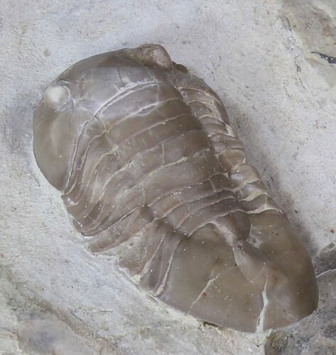 Isotelus Trilobite - Platteville Formation, Wisconsin #42226